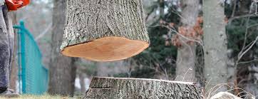 Best Tree Disease Treatment  in Pine Island, TX