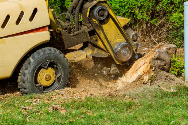 Best Storm Damage Tree Cleanup  in Pine Island, TX