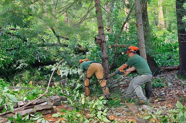 Best Utility Line Clearance  in Pine Island, TX