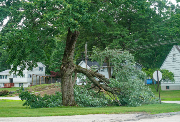  Pine Island, TX Tree Services Pros