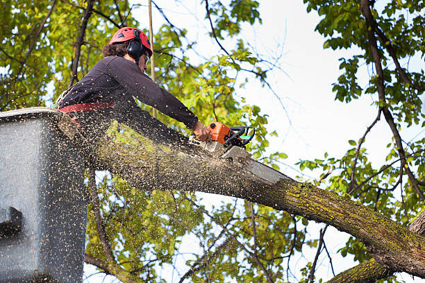 How Our Tree Care Process Works  in  Pine Island, TX