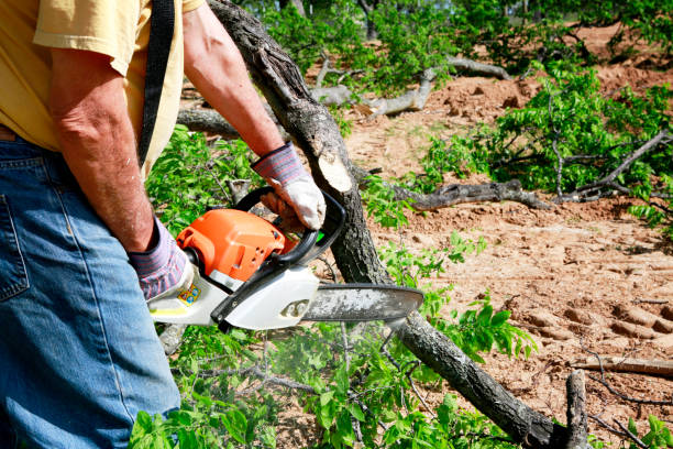 Best Tree Cabling and Bracing  in Pine Island, TX